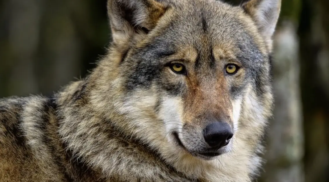 Gros plan sur la tête d’un loup gris
