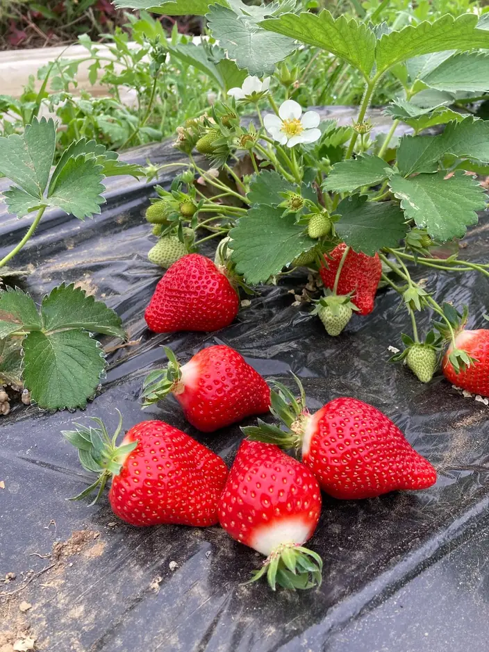 Fraises mûres sur un plant en culture, produit d’une exploitation locale