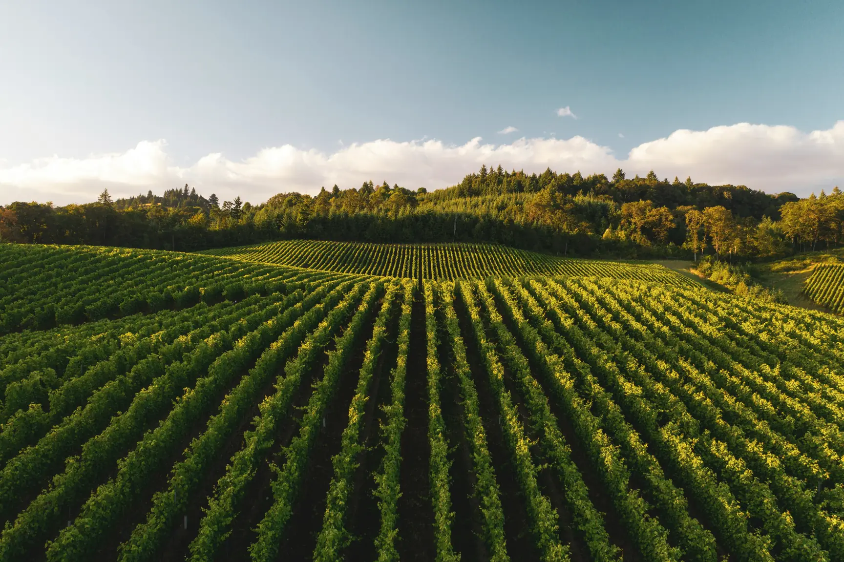 Vignes en rangs sur un coteau, sous un ciel dégagé